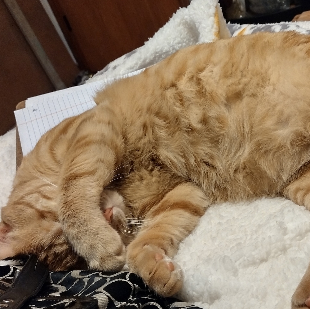 Meet your Posher, Amber